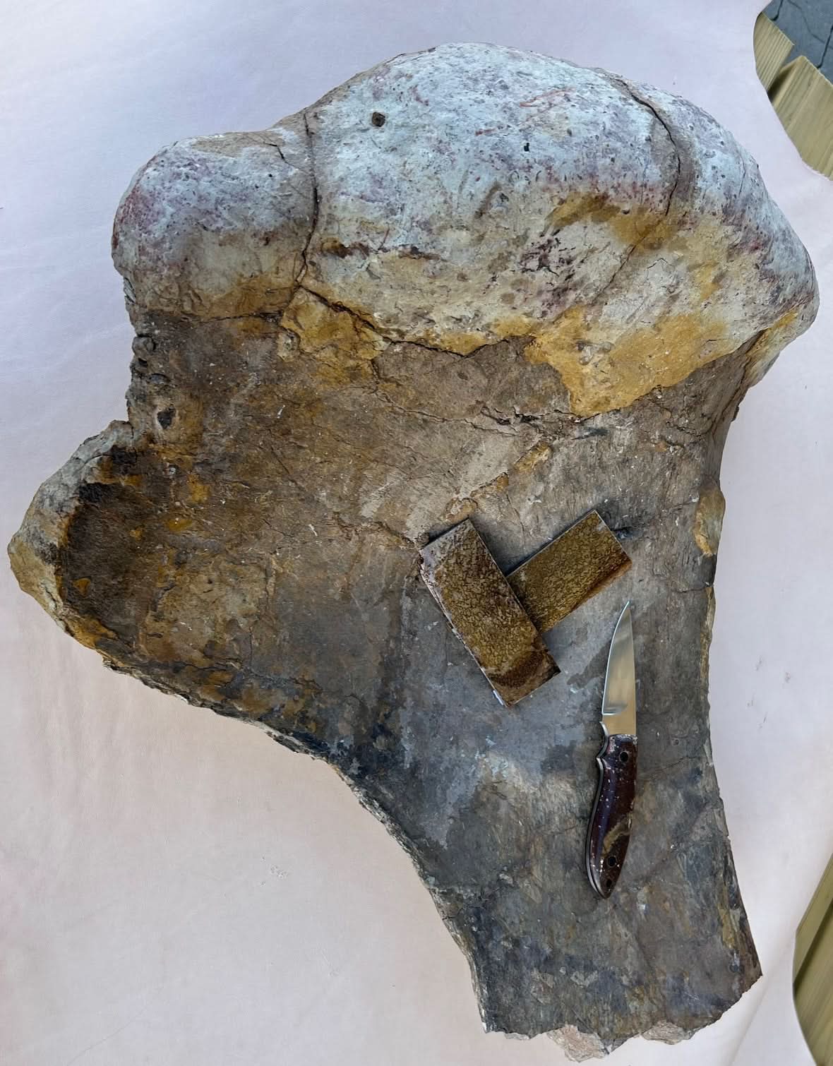 Dinosaurierfossil Holkbit 20x35x20mm
