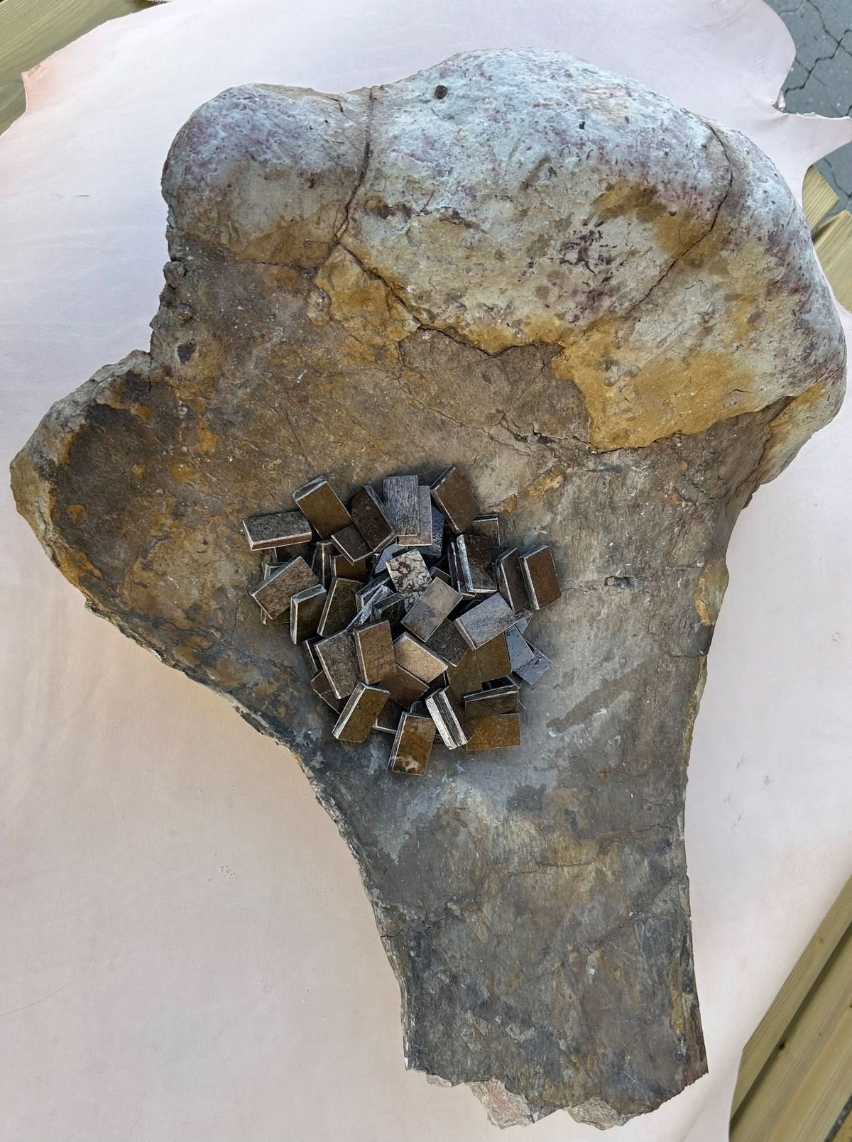 Dinosaurierfossil Holkbit 20x35x20mm
