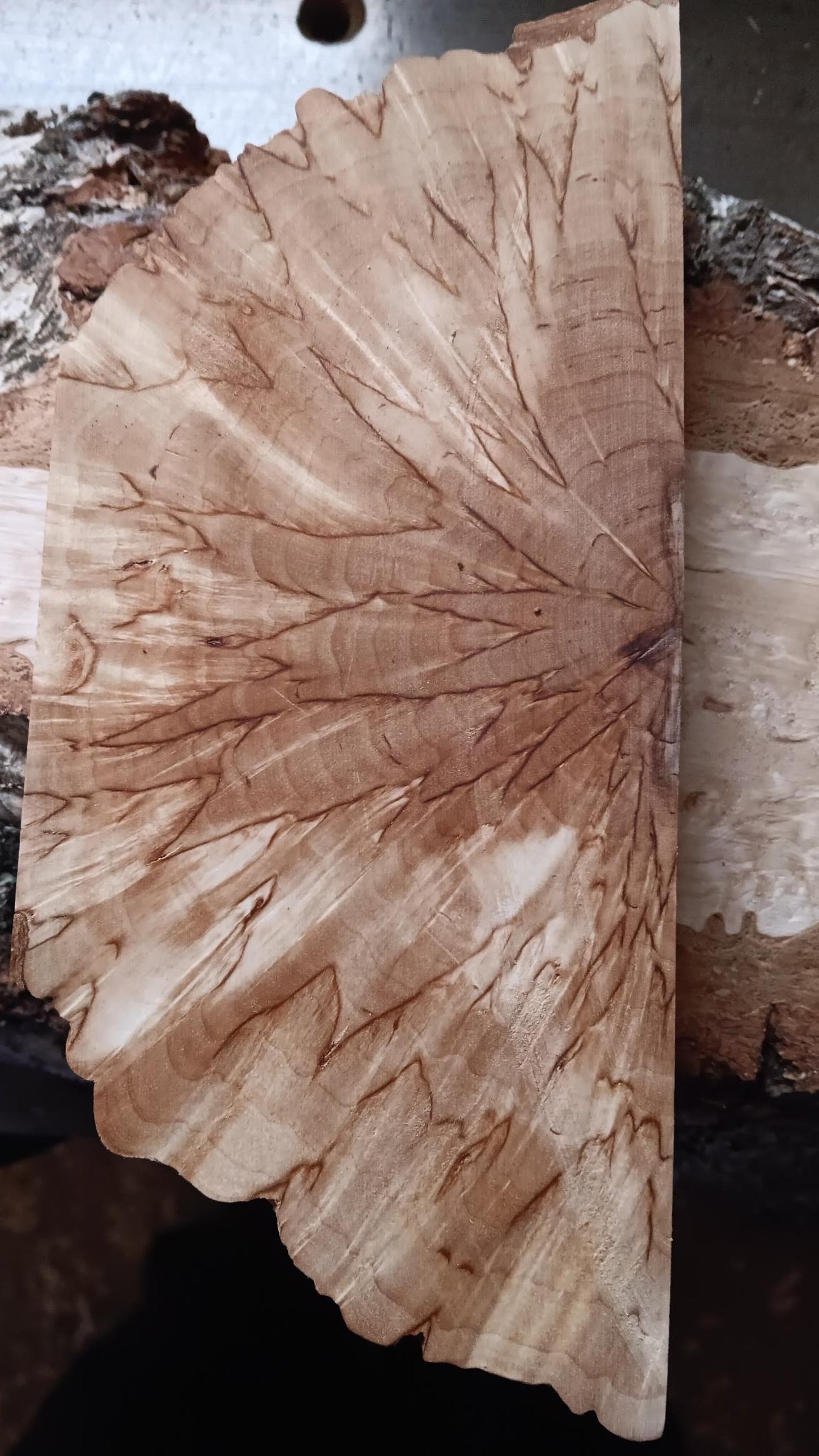 Naturbelassenes Maserbirkenholz, quergeschnitten (X-cut), ca. 30x40x140mm