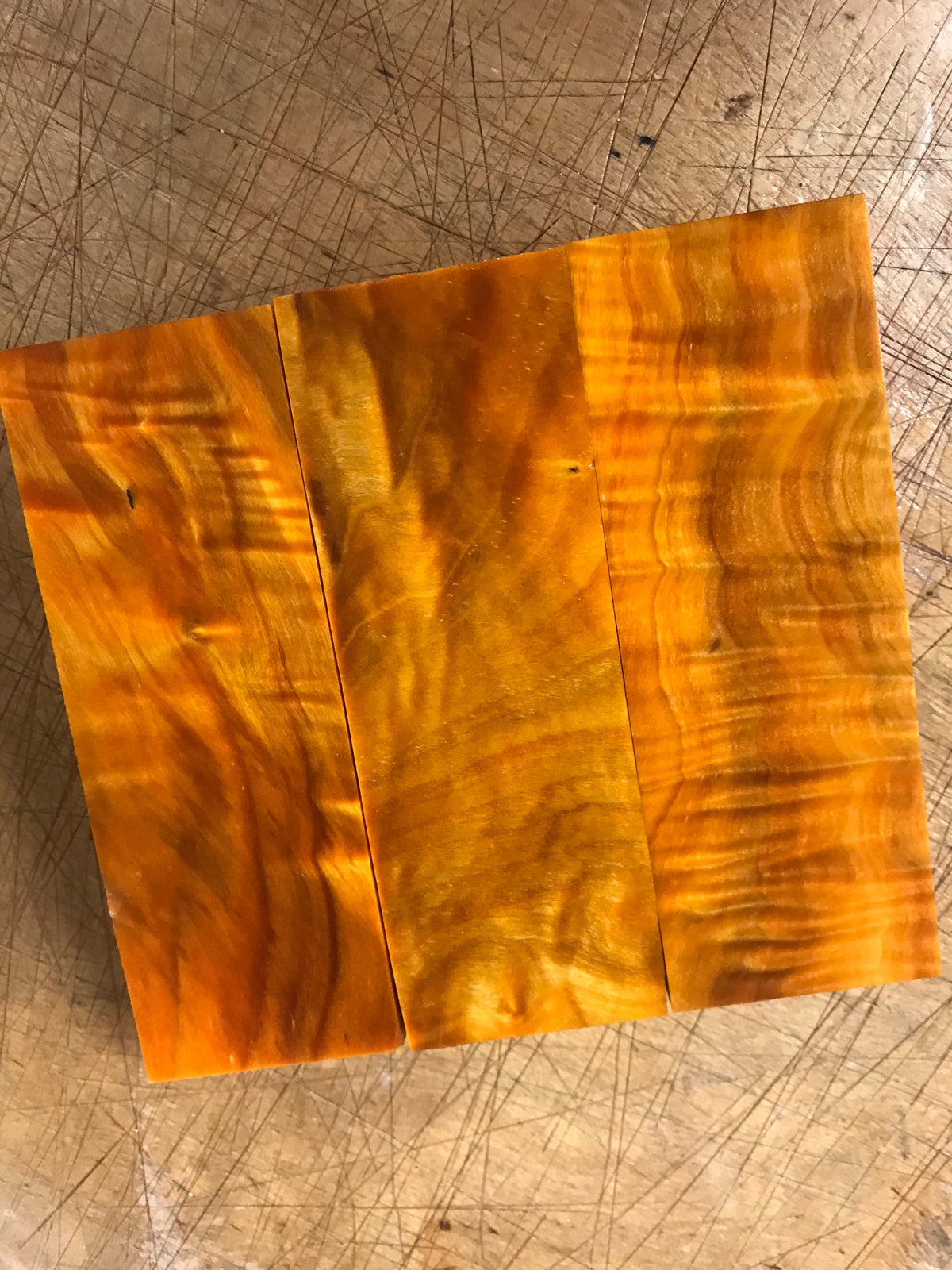 Flammen-Pappel – Orange