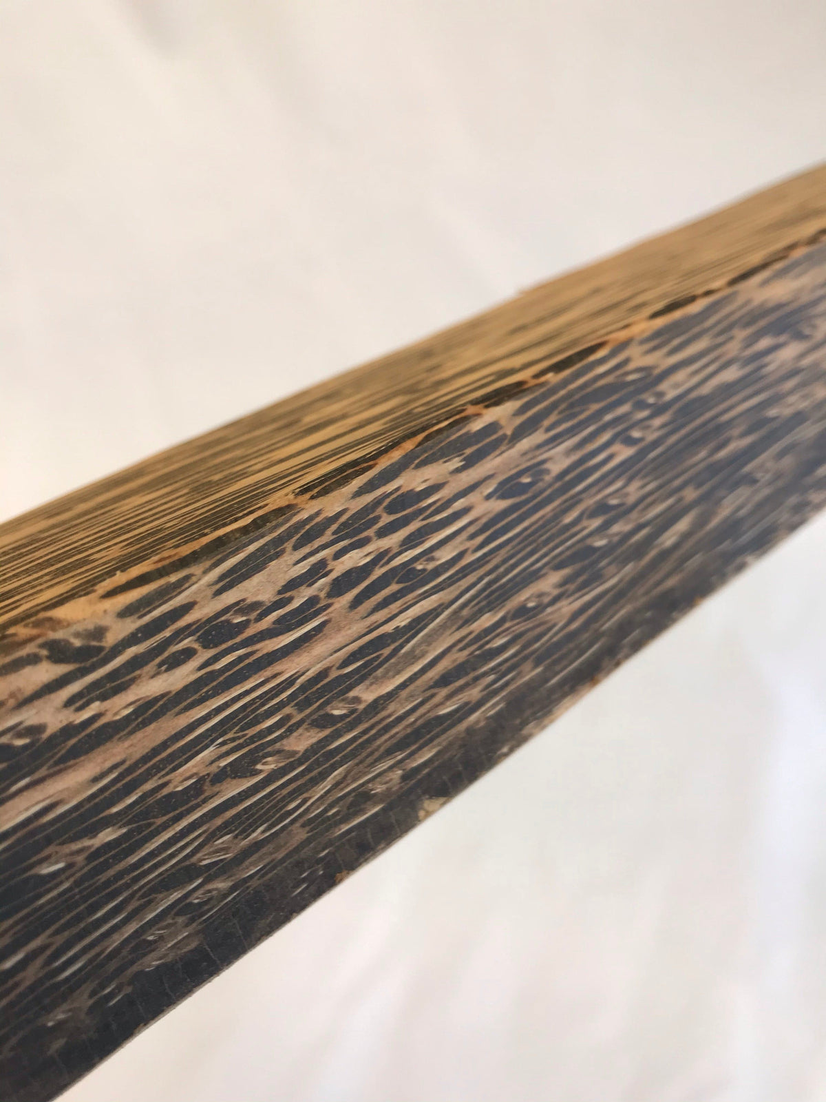 Schwarze Palme 45 cm Griffrohling