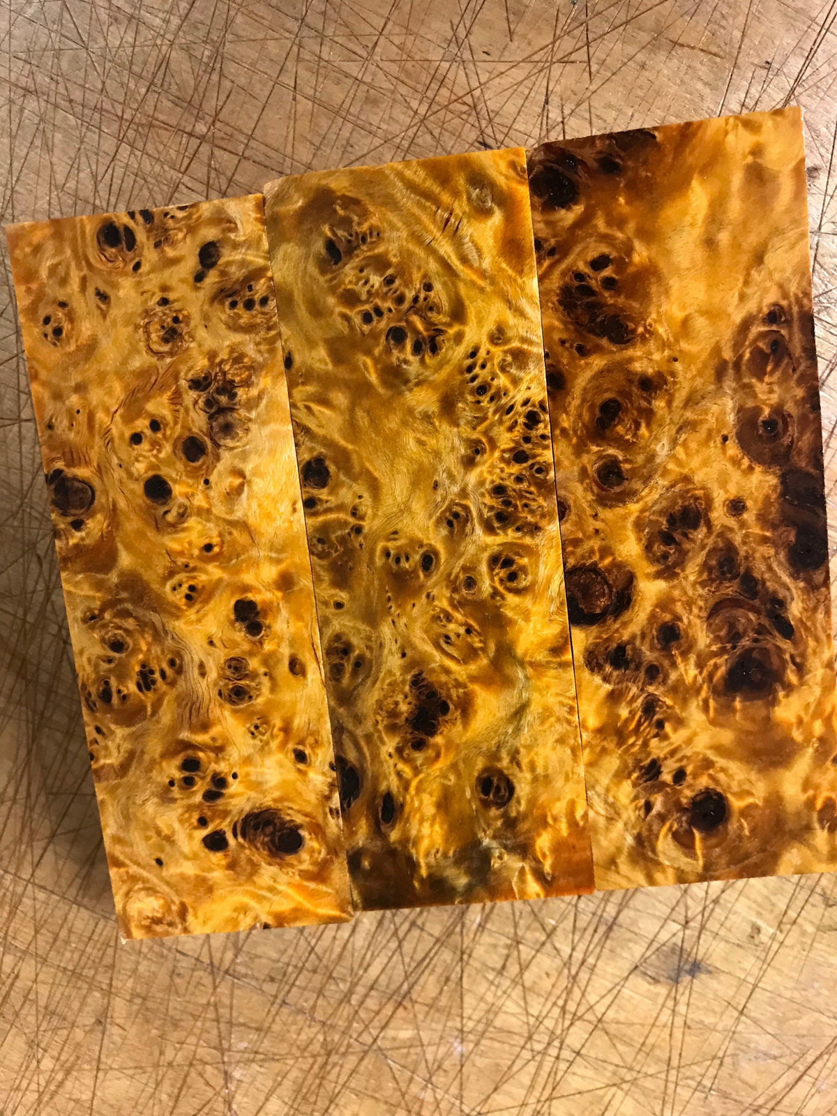 Pappelknoten - Orange
