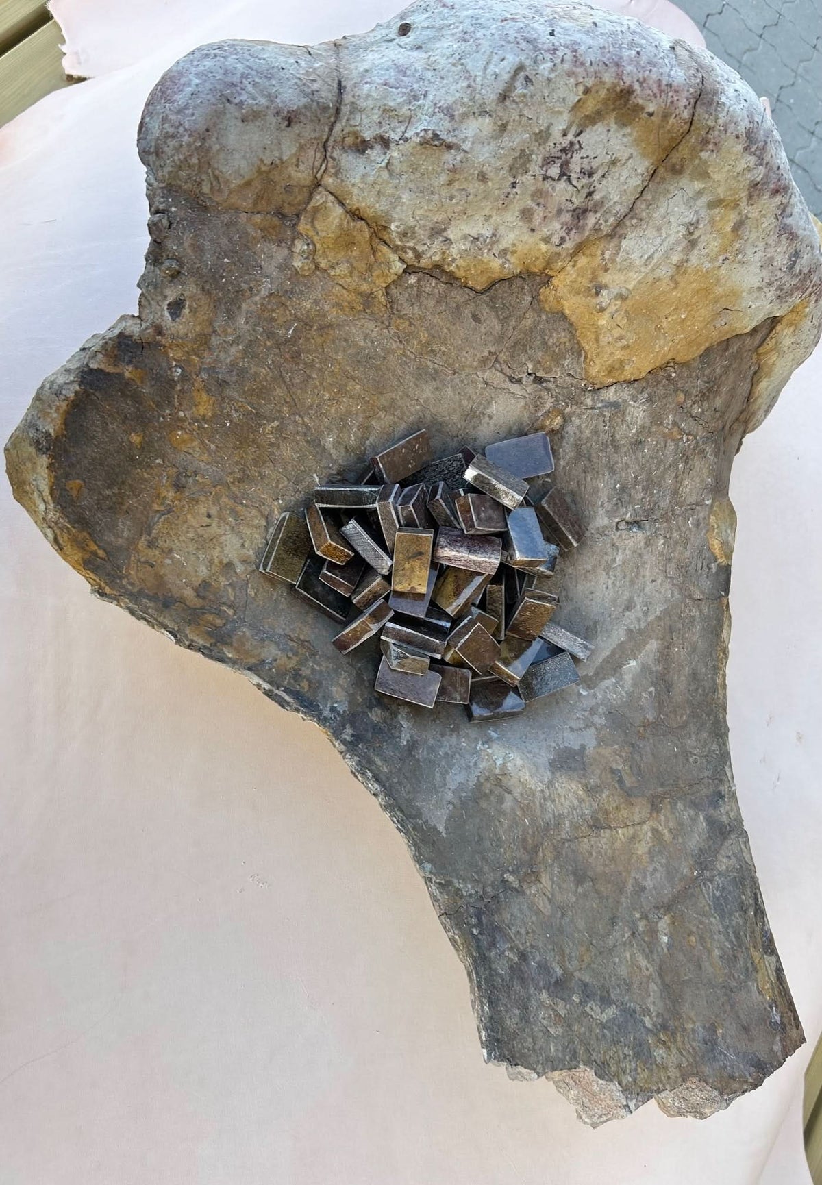 Dinosaurierfossil Holkbit 20x35x20mm