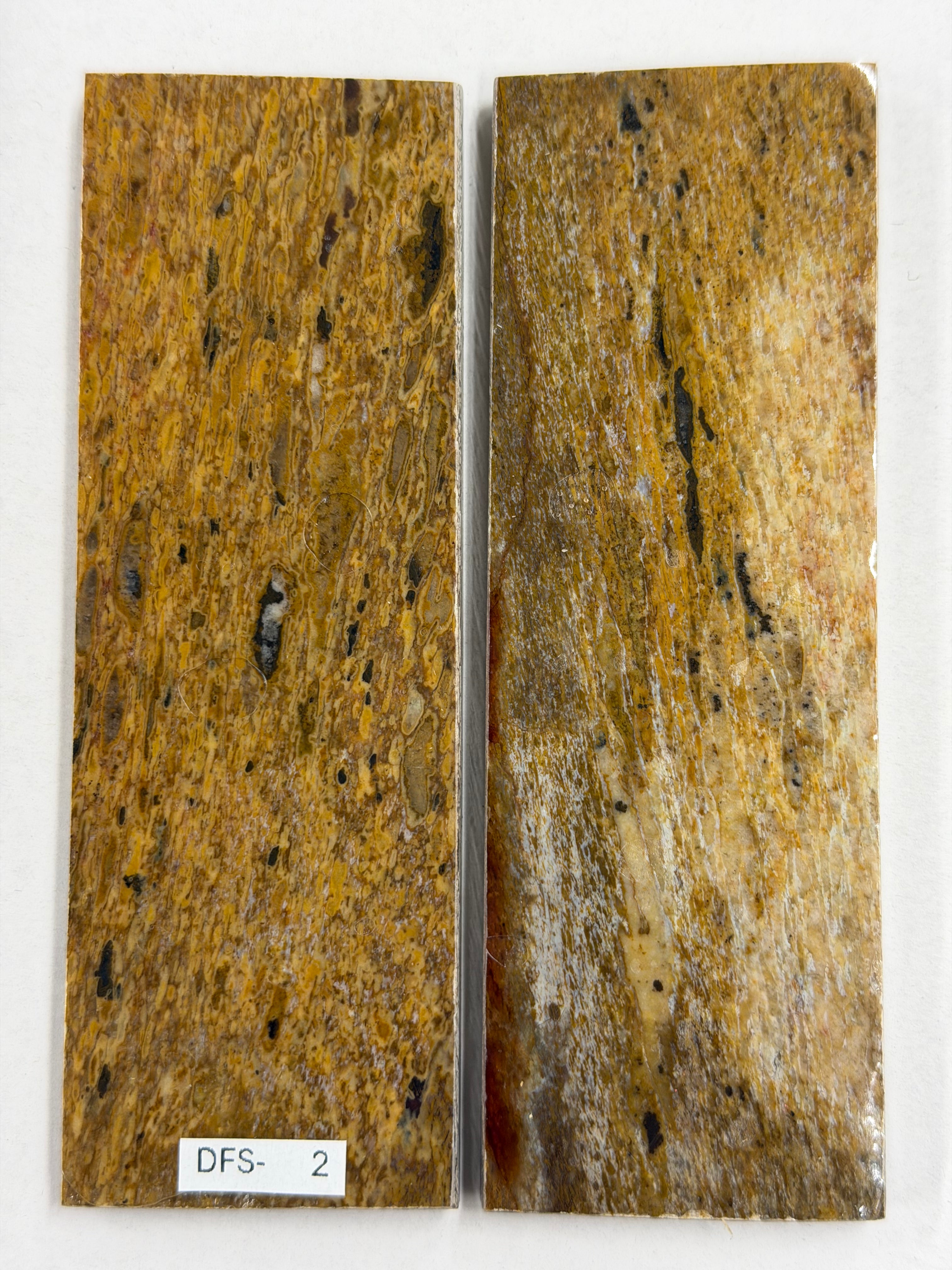 Dinosaur-Fossil-Schaftplattenset DFS-2