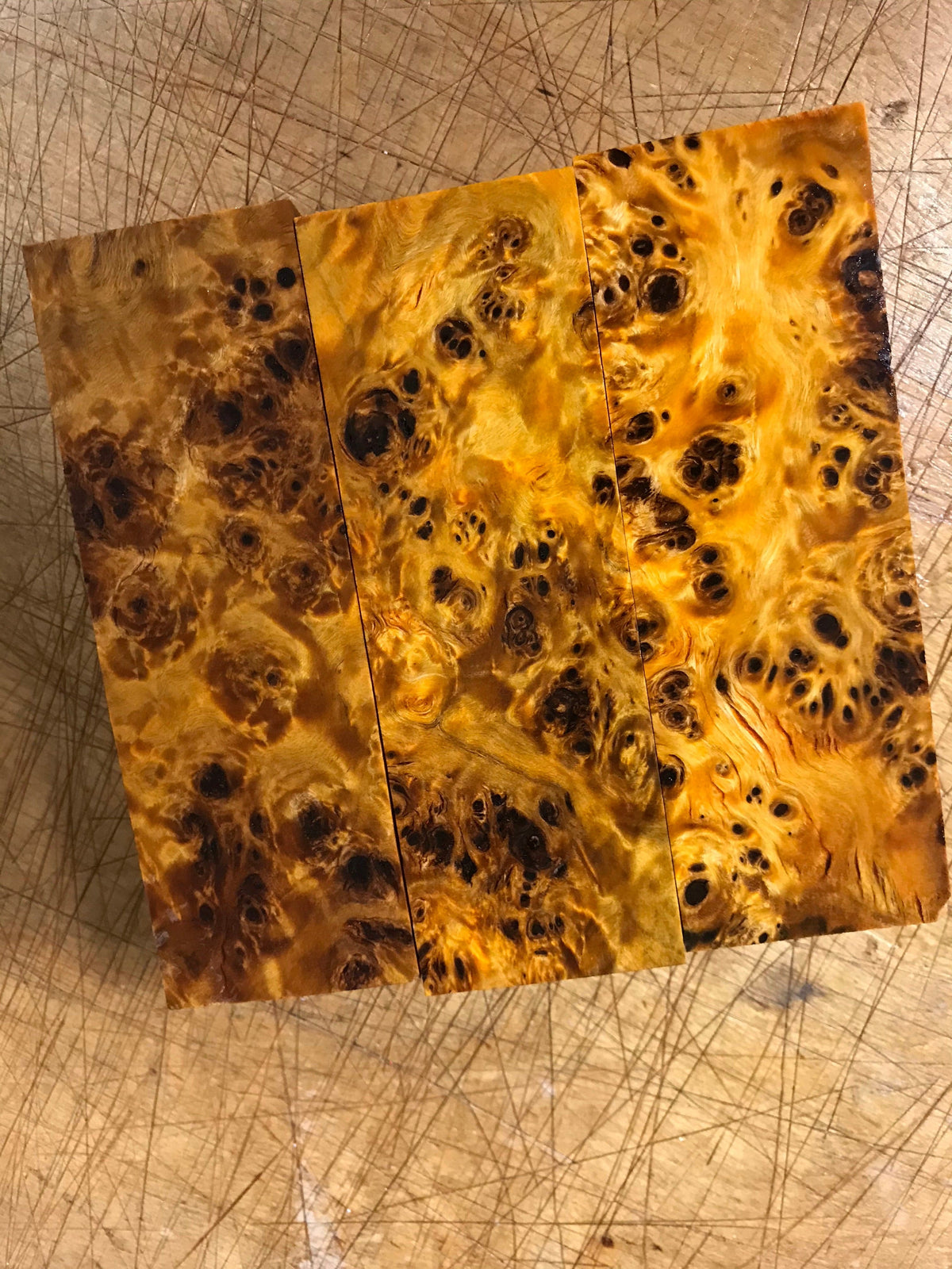 Pappelknoten - Orange
